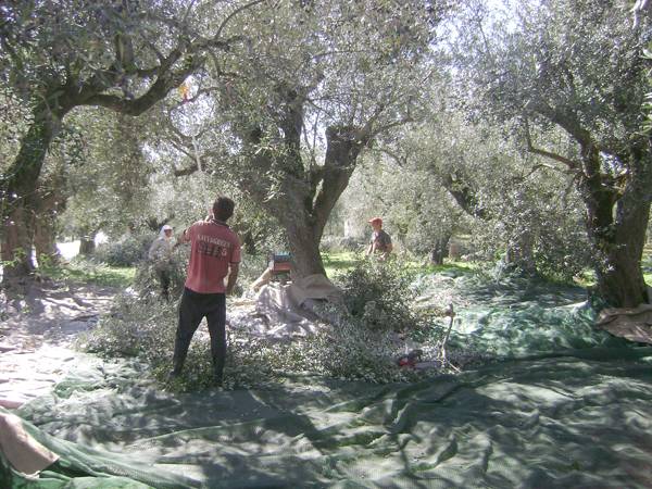 Οι μικροί ιδιοκτήτες αγροτικής γης 