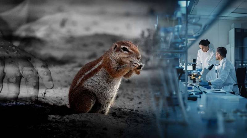 Ευλογιά των πιθήκων: Πώς από τον αφρικανικό σκίουρο έφτασε στον άνθρωπο