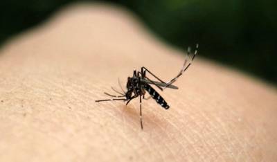 Ιός Δυτικού Νείλου: 146 κρούσματα - Σε ποιες περιοχές εμφανίζονται οι περισσότερες λοιμώξεις