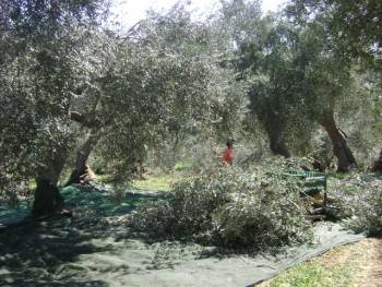 Φορολογική εξόντωση των μικροϊδιοκτητών αγροτικής γης