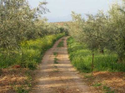Διαμαρτυρία για την αγροτική οδοποιία στην Τριφυλία