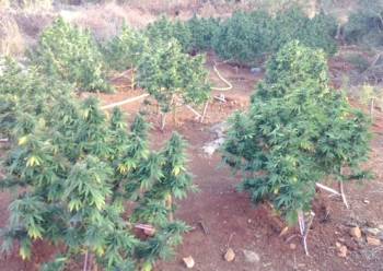 Εκατοντάδες χασισόδεντρα σε "ορφανή" φυτεία στην Ανατολική Μάνη