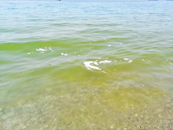 Φυτοπλαγκτόν δίνει χρώμα στη θάλασσα - Αδύνατη η διαρροή λυμάτων από το βιολογικό καθαρισμό λέει η ΔΕΥΑΚ