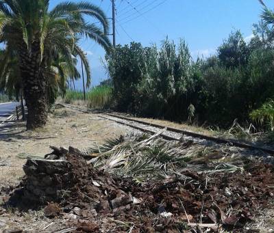 Δέντρα στην είσοδο της Μεσσήνης