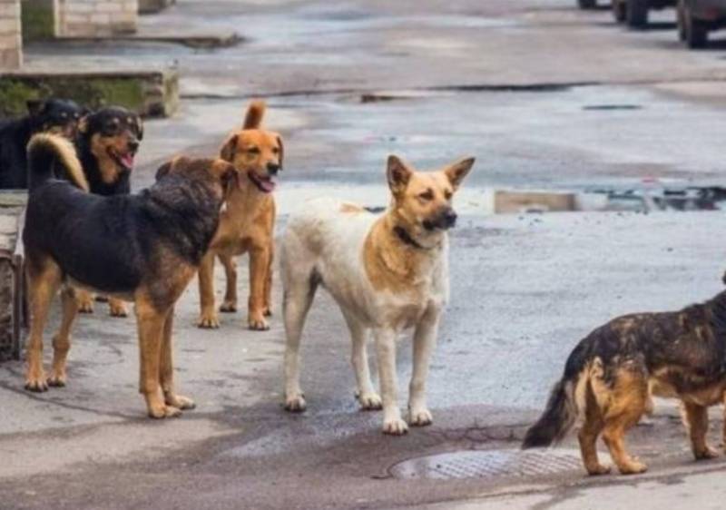Δήμος Πύλου - Νέστορος: Μνημόνιο συνεργασίας με Φιλοζωικό Ομιλο Καλαμάτας