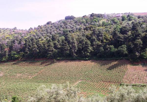 Με εξαίρεση όσων εκτάσεων επιδοτούνται: Ερχεται ρύθμιση για τα δασικά