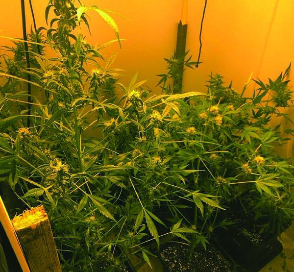 Ελεύθεροι με όρους για το χασίς στο Καρτερόλι