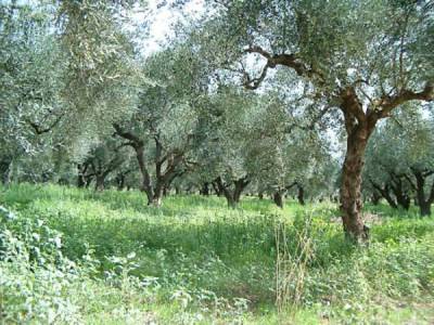 Νέες διευκρινίσεις για δασικούς χάρτες 