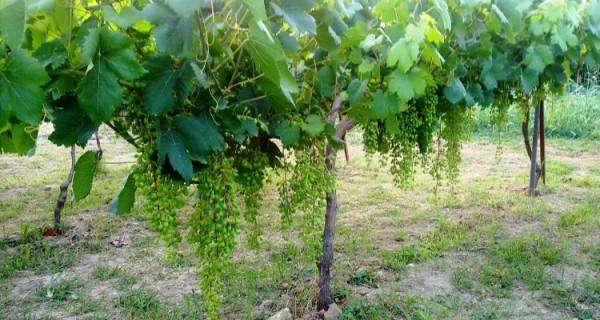 Δηλώσεις συγκομιδής οινοποιήσιμων αμπελιών