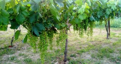 Δηλώσεις συγκομιδής οινοποιήσιμων αμπελιών