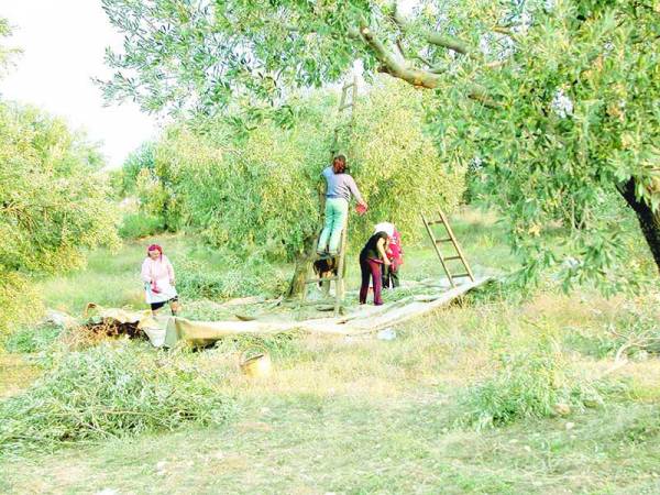 Στο φουλ βρίσκεται η ελαιοσυγκομιδή: Χαμηλές αποδόσεις και τιμή έως 2,60 ευρώ