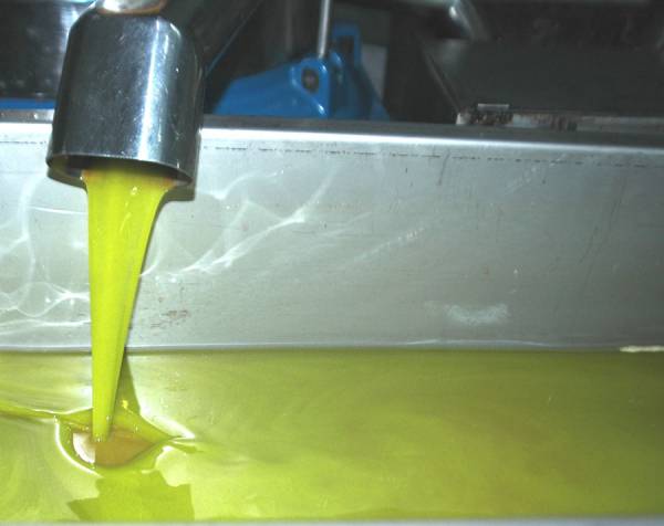 "Χαμηλής οξύτητας το λάδι παρά τον δάκο" λέει ο πρόεδρος του συνεταιρισμού Βάλτας