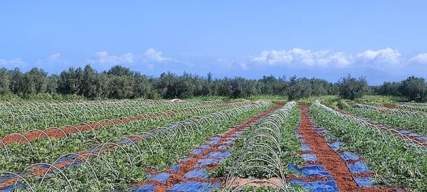 Μειωμένη κατά 15% η καλλιέργεια καρπουζιών στην Τριφυλία