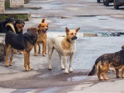 Η  επικίνδυνη αποτυχία στη διαχείριση των αδέσποτων