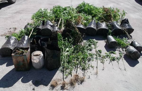 Σύλληψη 74χρονου με 2 κιλά χασίς και 26 χασισόδενδρα στο Αβραμιού