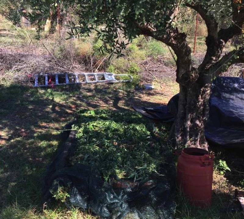 Καλαμάτα: Ελεύθερος με όρους για το χασίς στο Ξηροκάμπι Λεΐκων
