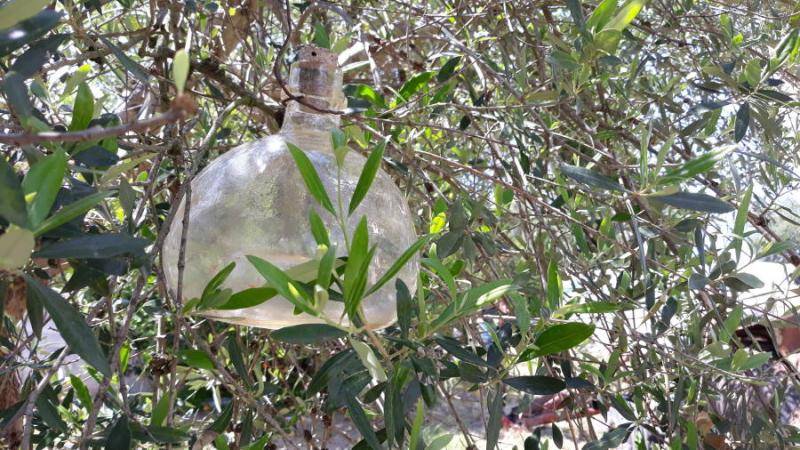 Μεσσηνία: Το πρόγραμμα δακοκτονίας (12/8)