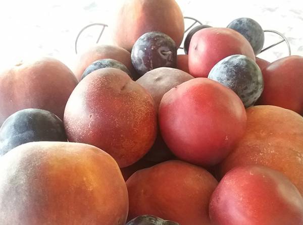 Διανομή φρούτων σε τρίτεκνους