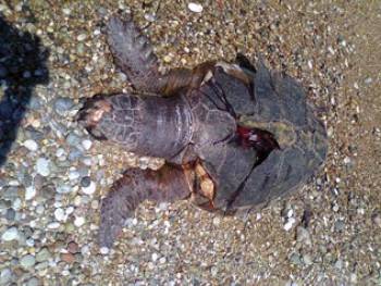 Νεκρή καρέτα-καρέτα στην Κυπαρισσία