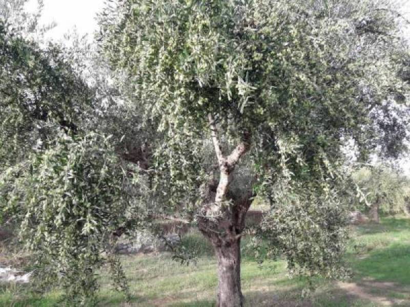 Μεγάλη η ζημιά στην ελαιοπαραγωγή σύμφωνα με τον πρόεδρο των ελαιοτριβέων Γιάννη Ηλιάδη