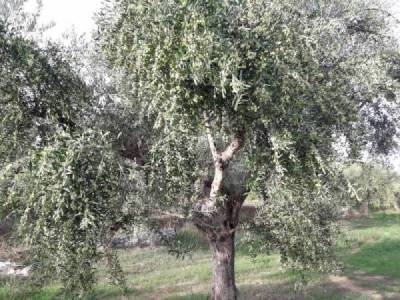 Μεγάλη η ζημιά στην ελαιοπαραγωγή σύμφωνα με τον πρόεδρο των ελαιοτριβέων Γιάννη Ηλιάδη