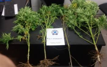 Σύλληψη για 4 χασισόδεντρα στην Ερμιόνη