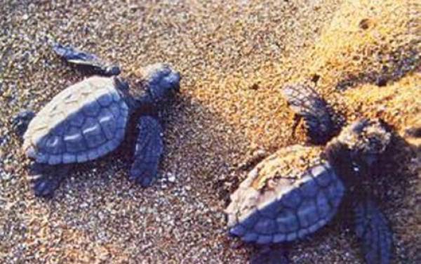 Εισαγγελική πρόταση κατά της Ελλάδας για την καρέτα-καρέτα στον Κυπαρισσιακό