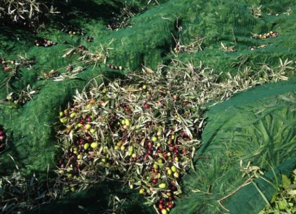 Ενημέρωση Κορωναίων για την ελαιοπαραγωγή