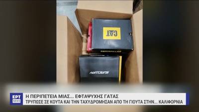 Η περιπέτεια μιας...εφτάψυχης γάτας