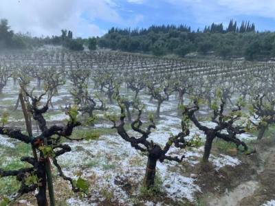 Ηλεία: Κινητικότητα για αποζημιώσεις μετά τις καταστροφές από το χαλάζι