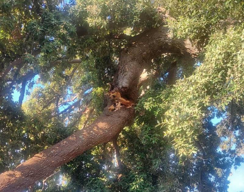 Μεσσηνία: Κατέρρευσε τμήμα της αιωνόβιας βελανιδιάς στους Κάτω Αμπελόκηπους