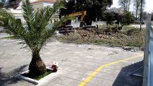 Κόπηκαν τα δέντρα στην κεντρική πλατεία