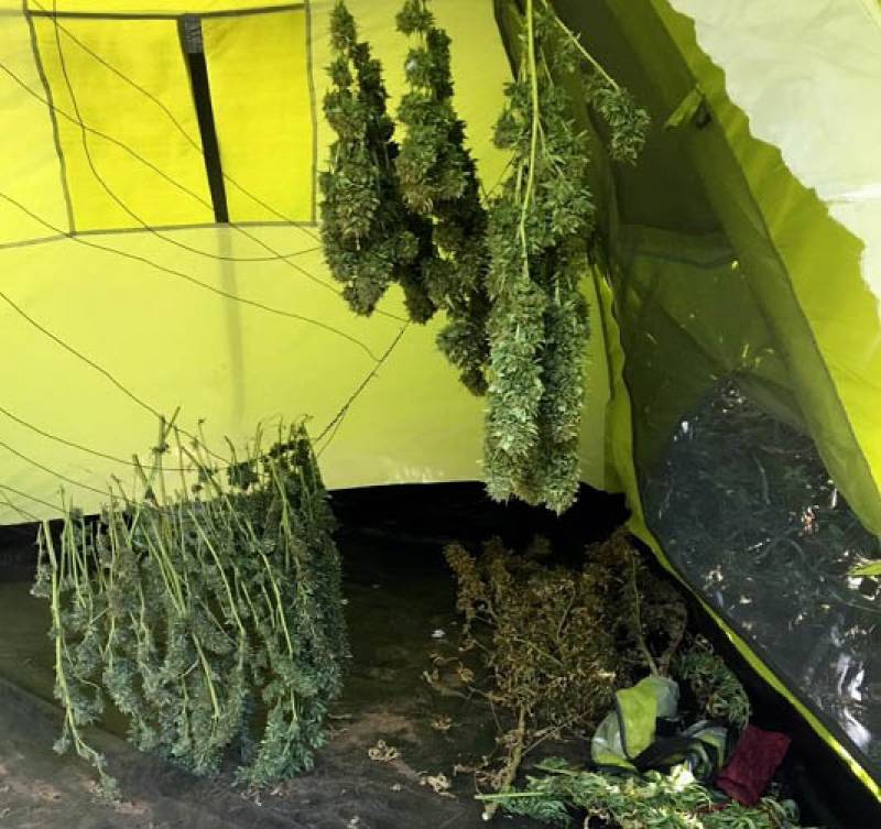 38 χασισόδεντρα στο Σανί Κυπαρισσίας (φωτογραφίες)