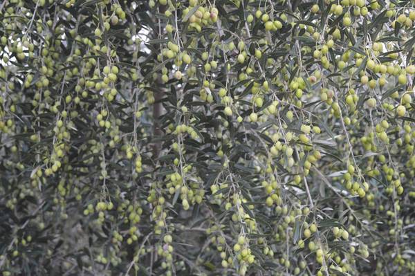 Προχωρά η διαδικασία για τη δακοκτονία στη Μεσσηνία