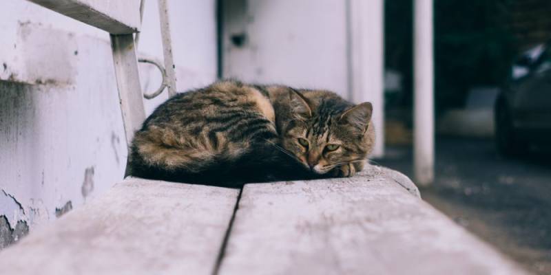 Δήμος Καλαμάτας: Πρόγραμμα μαζικών στειρώσεων αδέσποτων ζώων