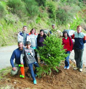 Ελατο στην είσοδο της Σαϊδόνας
