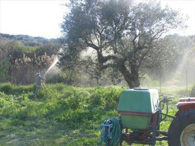 Αργά και με ελλείψεις ξεκινά η δακοκτονία - Πρόβλημα σε Μεθώνη, Ευαγγελισμό, Κυνηγού και Βλαχόπουλο