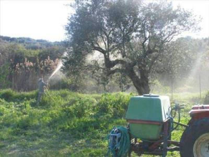 Αργά και με ελλείψεις ξεκινά η δακοκτονία - Πρόβλημα σε Μεθώνη, Ευαγγελισμό, Κυνηγού και Βλαχόπουλο