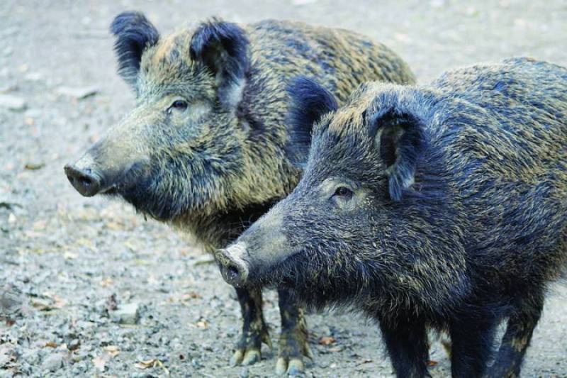 Μάνη: Η αύξηση των αγριογούρουνων ανησυχεί τον Γιαννημάρα - Ζητεί παρέμβαση του Βορίδη
