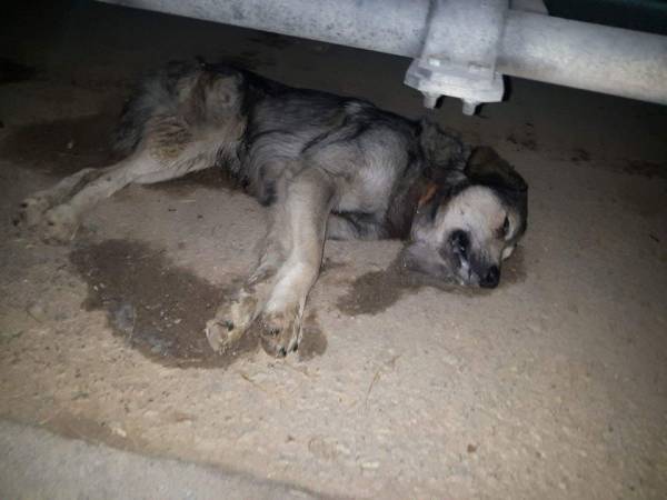 Φρίκη: Εριξαν φόλες στο χώρο φιλοξενίας αδέσποτων στην Καλαμάτα (σκληρές εικόνες)