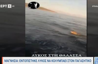 Μαγνησία: Εντοπίστηκε λύκος να κολυμπάει στον Παγασητικό