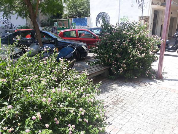 Οι θάμνοι “έπνιξαν” το παγκάκι