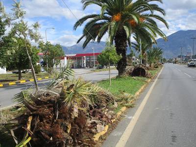 Ξεριζώνουν τους φοίνικες από τη Νέα Είσοδο Καλαμάτας - Θα μπουν πλατάνια