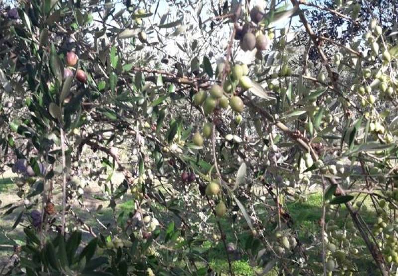 Ενημερωτική εκδήλωση στη Μεσσήνη για τις ασθένειες της ελιάς