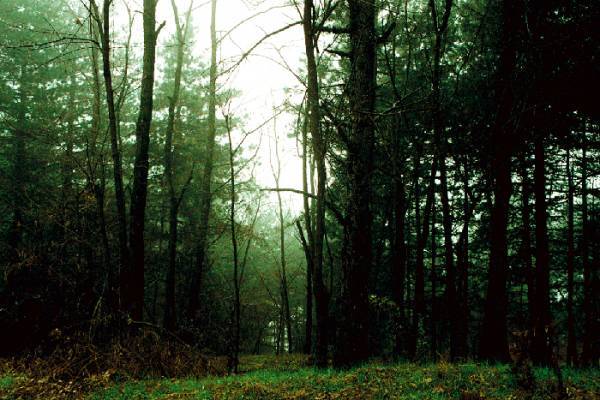 Αναδάσωση του Ταϋγέτου