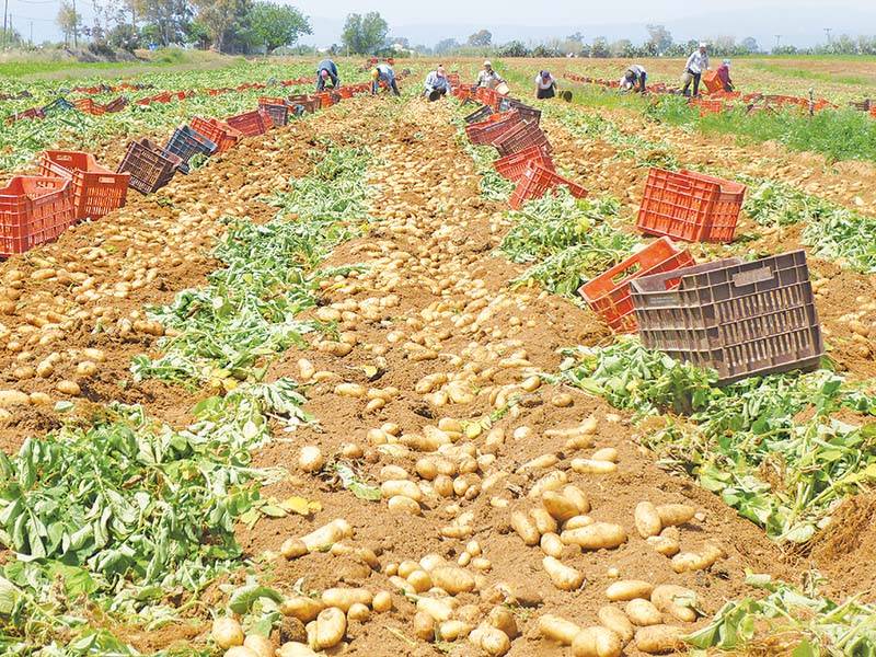 Σύμφωνα με ντόπιους παραγωγούς: Σε χαμηλά επίπεδα και φέτος η πατάτα