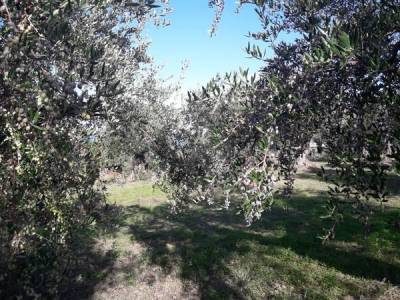 Ερχεται η έκτακτη ενίσχυση ελαιολάδου