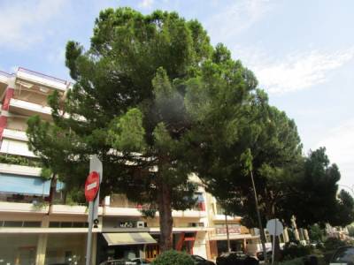 Χρειάζονται κλάδεμα