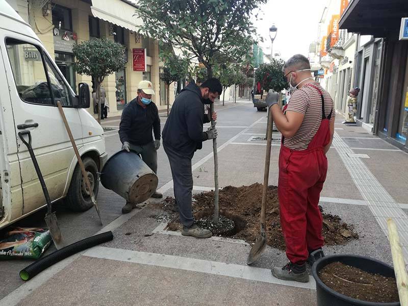 Φυτεύσεις δέντρων στο Δήμο Καλαμάτας