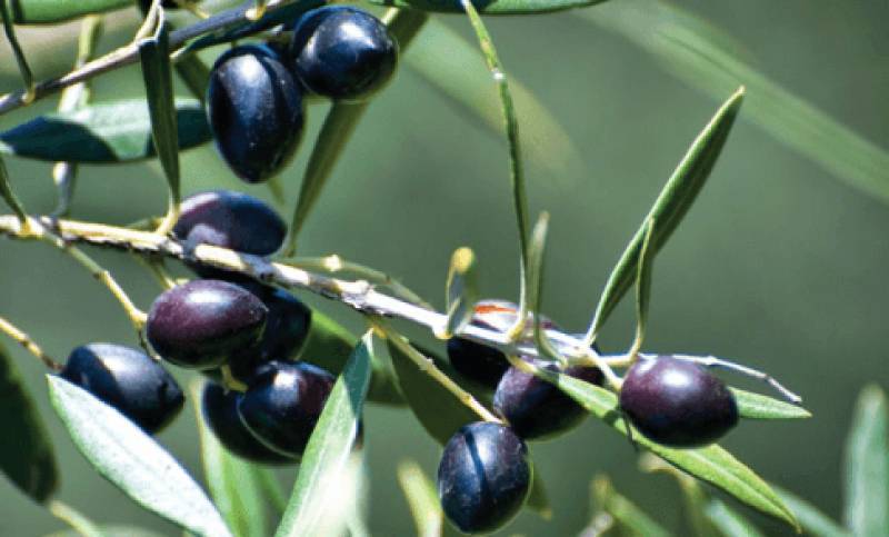 Το ΚΚΕ Μεσσηνίας για ΠΟΠ Ελιά Καλαμάτας